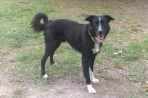 Chien