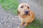 Chien