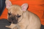 Chien