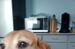 Chien