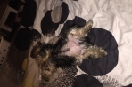 Chien