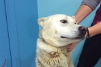 Chien