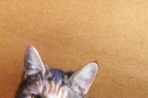 Chien