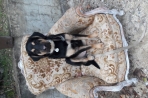 Chien