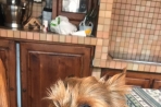 Chien