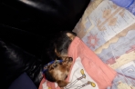 Chien