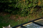 Chien
