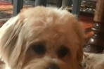 Chien