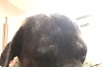 Chien