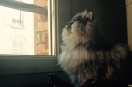 Chien