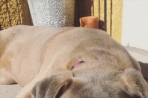 Chien