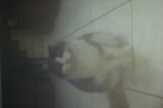 Chien