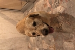 Chien