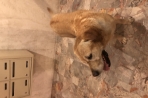 Chien