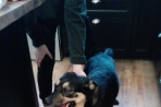 Chien