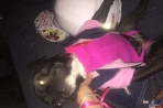 Chien
