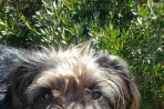 Chien
