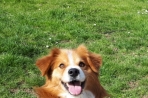 Chien