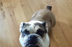 Chien