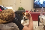 Chien