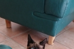 Chien