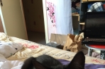 Chien