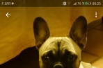 Chien