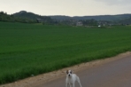 Chien