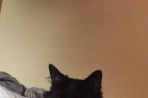 Chien