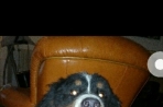Chien