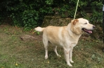 Chien