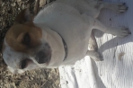 Chien