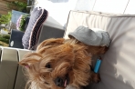 Chien