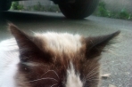 Chien