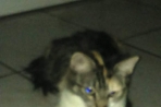 Chien