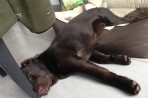 Chien