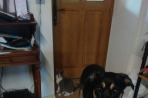 Chien