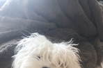 Chien