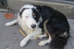 Chien