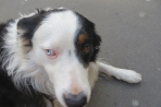 Chien