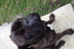 Chien