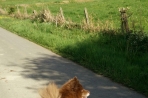 Chien