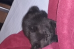 Chien