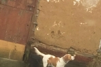 Chien
