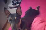 Chien