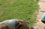 Chien