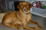 Chien