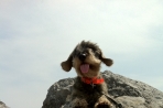 Chien