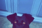 Chien