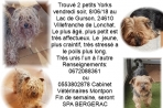 Chien